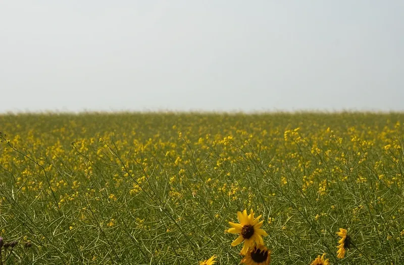 DSC_0254-800x526